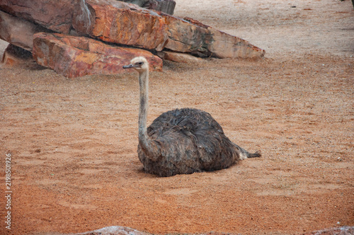 Ostrich farm. Big bird in savannah. Ostrich in Africa nature. Wildlife zoo in jungle. African ostrich in zoo park. Exotic wildlife. Big African ostrich with long neck outdoor. Wildlife fauna bird