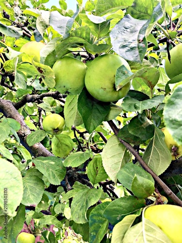 Green apples growing on a tree branch