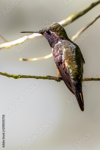 Magenta-throated woodstar (Philodice bryantae), male, has a very limited range, which makes it an endemic and unique bird (Monteverde, Costa Rica)