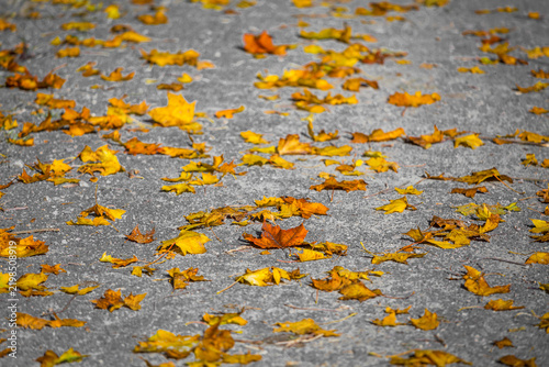 vibrant yellow autumn foliage