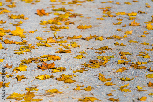 vibrant yellow autumn foliage