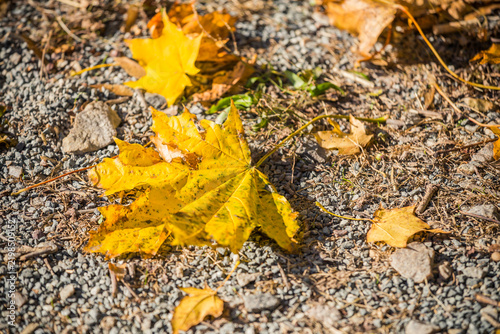 vibrant yellow autumn foliage