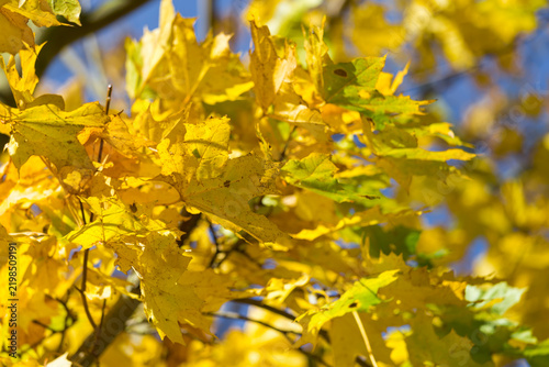 vibrant yellow autumn foliage