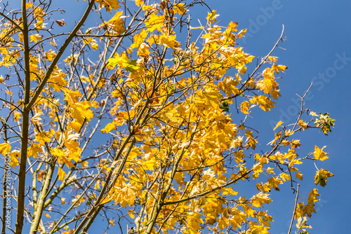 vibrant yellow autumn foliage