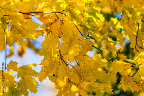 vibrant yellow autumn foliage