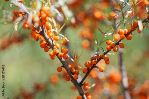 Quadro su tela Close-up of ripe orange sea buckthorn berries on a leafy branch in sunlight, showing a vitamin-rich edible fruit used in healthy food, herbal products and natural cosmetics
