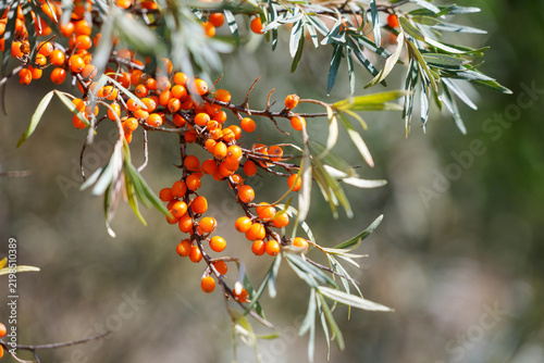 Foto Close-up of ripe orange sea buckthorn berries on a leafy branch in sunlight, showing a vitamin-rich edible fruit used in healthy food, herbal products and natural cosmetics