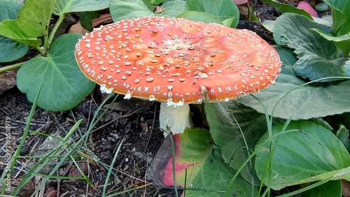 Canvas Print Red Fly Agaric Mushroom Amanita muscaria in Natural Vegetation