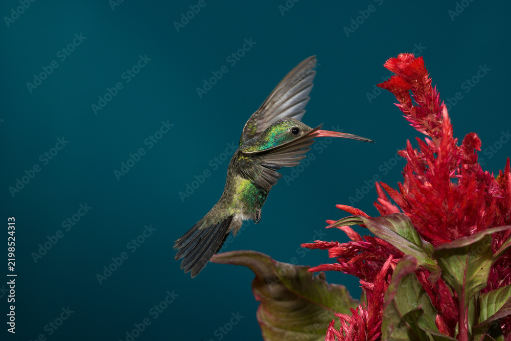 Fototapeta premium Broad-billed hummingbird feeding on a flower
