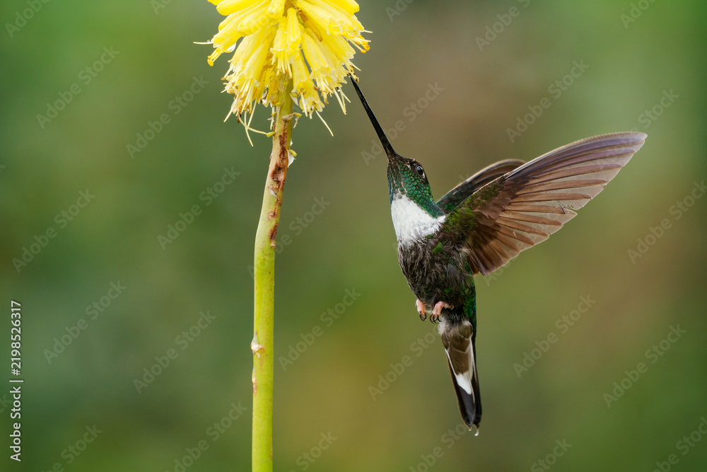 Fototapeta premium Collared Inca - Coeligena torquata hummingbird found in humid Andean forests in Venezuela, Colombia, Ecuador, Peru and Bolivia, white chest-patch, flower nectar especially from bromeliads