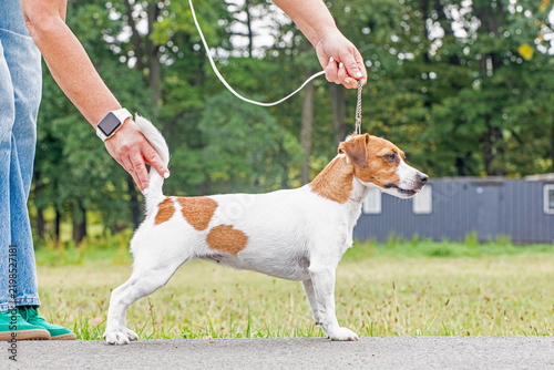A handler adjusting a female Jack Russell Terrier into a show stance before a competition.