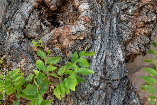 thick, rough, grayish bark of an old elm tree featuring deep fissures, knots, and a small rot hole, accompanied by green shoots with simple, serrated-edged leaves at the base of the trunk