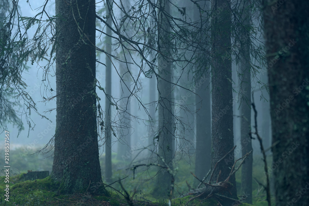 Obraz premium Misty Nordic Pine Forest with Dense Tree Trunks in Atmospheric Fog