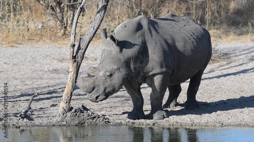 White rhino at African waterhole in dry season 