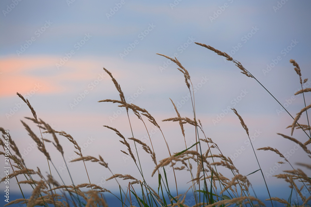 Naklejka premium Moody shot of wild grasses swaying in the wind in the light of the setting sun.