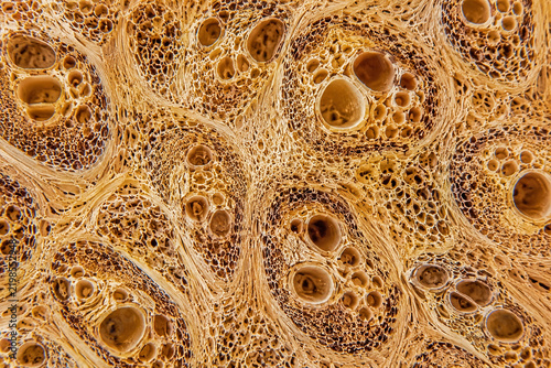 Bamboo Vascular Bundle Cross Section Botanical Microstructure Background