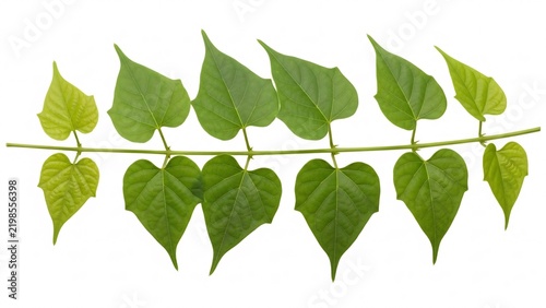 A branch of green leaves on white background