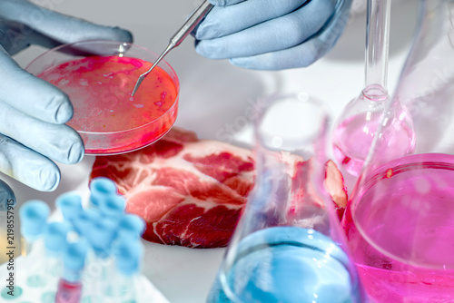 Gloved hands handle a petri dish near raw pork steak in a laboratory. Concept of food safety, microbiology analysis, contamination control, and quality inspection in food production.