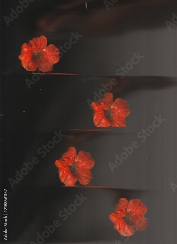 orange flower blur noise scan aesthetic experimental 