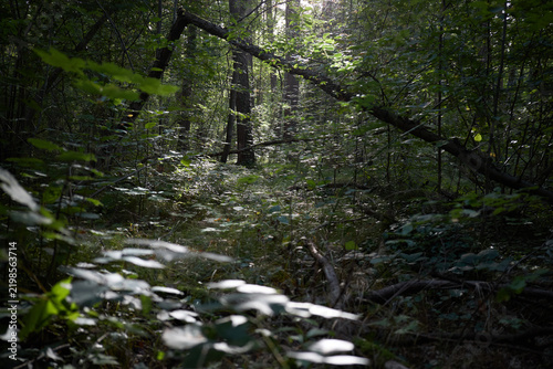 Obraz na płótnie Sunlight filtering through the dense canopy of a lush green forest with fallen t
