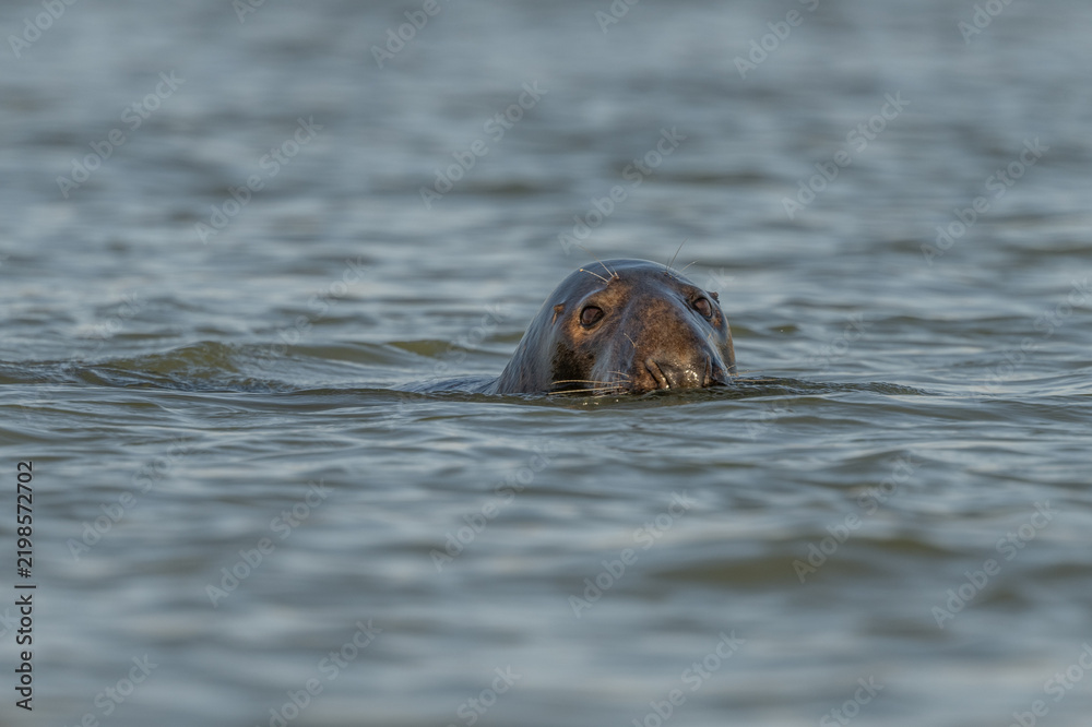 Fototapeta premium Seal surfaces in the morning water and watches its surroundings with visible eyes