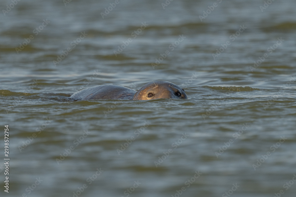 Fototapeta premium Seal surfaces in the morning water and watches its surroundings with visible eyes