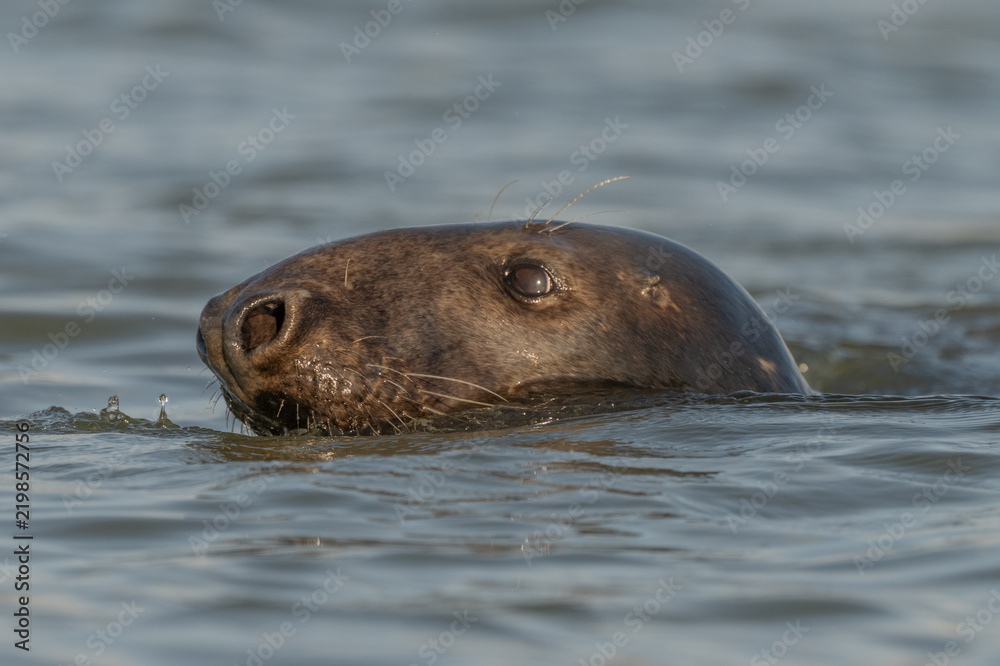 Fototapeta premium Gray Seal (Halichoerus grypus) emerges from water in the morning observing surroundings in an aquatic environment.