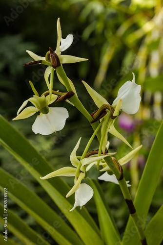 Obraz na płótnie white orchid flower