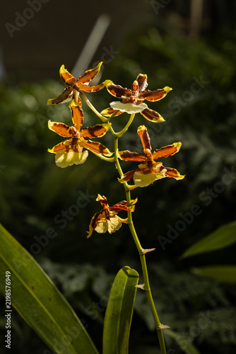 Obraz na płótnie red and yellow orchid