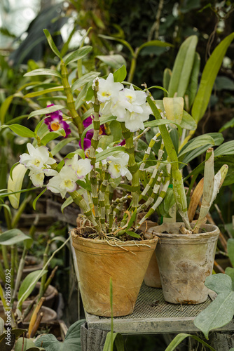 Obraz na płótnie white flower in the pot