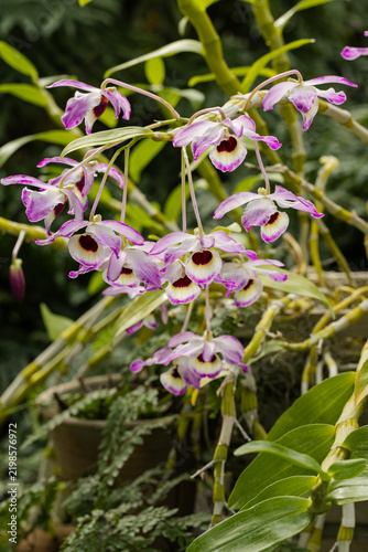 Obraz na płótnie pink orchid Dendrobium