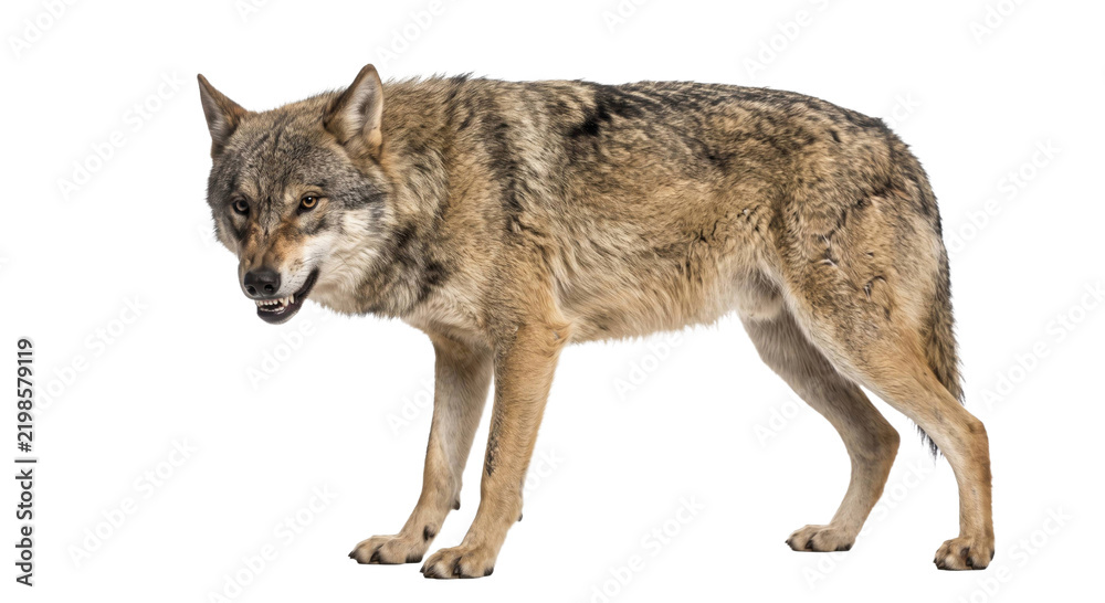 Obraz premium A snarling gray wolf standing in profile against a clean white background for isolation