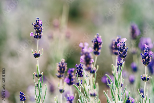 Close-up of purple lavender flowers blooming in field with soft bokeh.