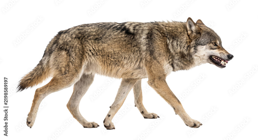 Fototapeta premium Aggressive gray wolf walking with bared teeth isolated on a clean white studio background