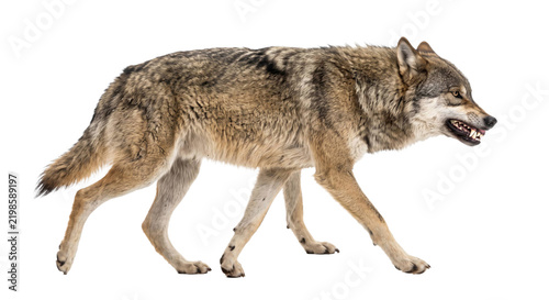 Bild auf Leinwand Aggressive gray wolf walking with bared teeth isolated on a clean white studio b