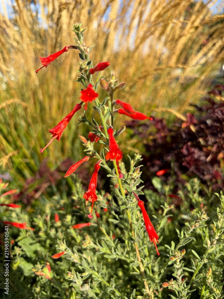 Fototapeta premium Zauschneria, growing and flowering in a xeriscape garden, red hot flowers, close up