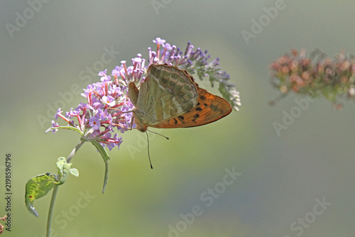 una farfalla colorata (Argynnis paphia) su una spiga fiorita di Buddleja