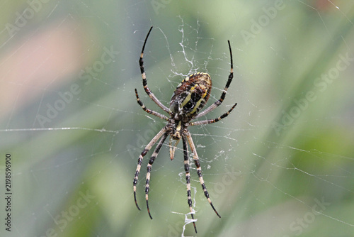 grande ragno vistoso (Argiope bruennichi) al centro della sua tela
