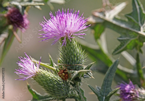 calici spinosi e fiori violetti di cardo (Cirsium vulgare)