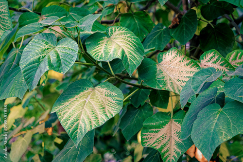 Close-up of large heart-shaped leaves with pale vein discoloration.