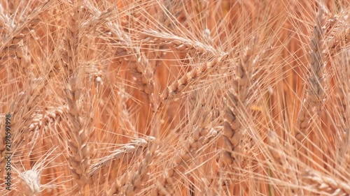 Dry golden wheat ears texture with tangled spikelets pattern on crop field, agricultural background concept, macro top down view