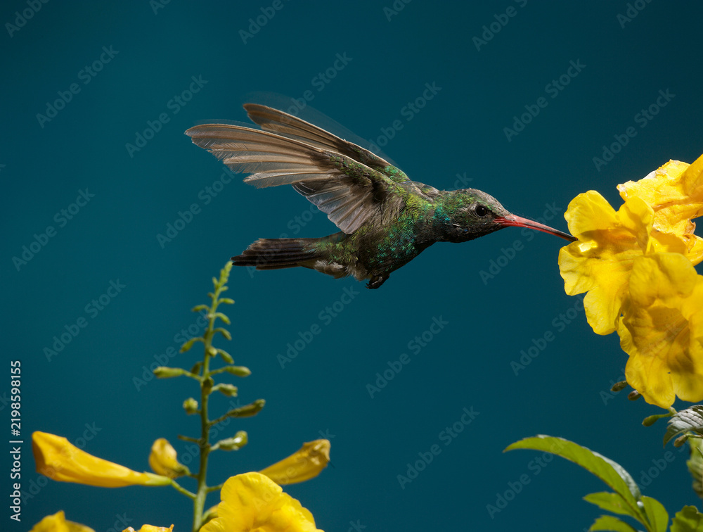 Fototapeta premium Broad-billed hummingbird feeding on a flower