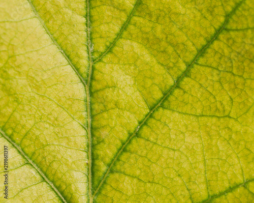 Plakat Yellow Green Leaf Macro with Vein Network