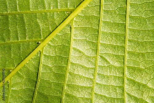 Plakat Green Leaf Macro Texture with Vein Network