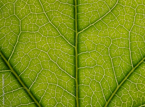 Plakat Backlit Green Leaf Vein Pattern Macro
