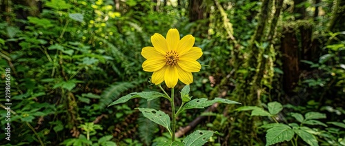 Vibrant Yellow Wildflower Blooming In A Lush Green Forest