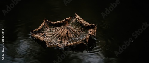 Withered Lotus Leaf Floating On Dark Water