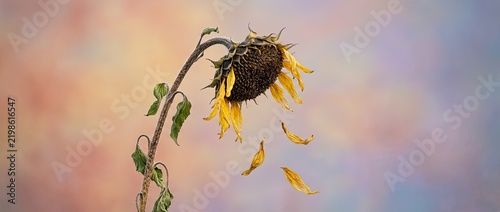 Withered Sunflower Shedding Petals Against A Soft Pastel Background