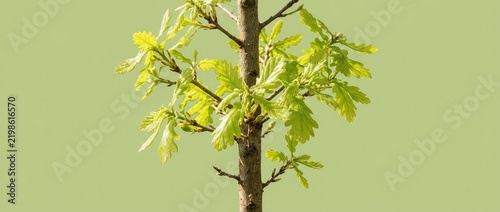 Young Oak Tree Sapling With Fresh Green Leaves
