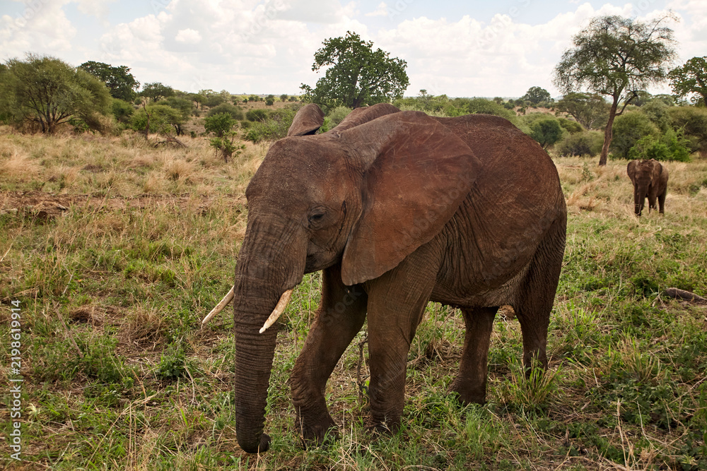 Fototapeta premium Ein Afrikanischer Elefant bewegt sich im Profil durch trockenes Grasland; ein weiterer Elefant steht im Hintergrund.